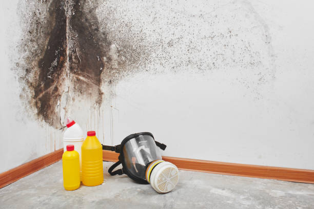 Best Basement Mold Remediation in Susanville, CA