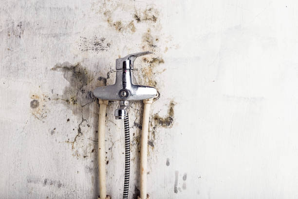 Best Residential Mold Remediation in Susanville, CA