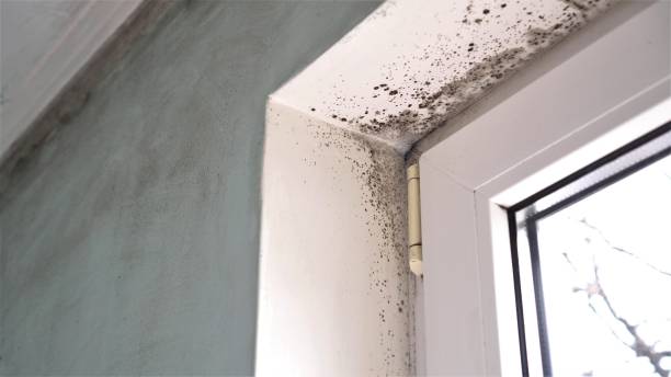Best Residential Mold Remediation in Susanville, CA
