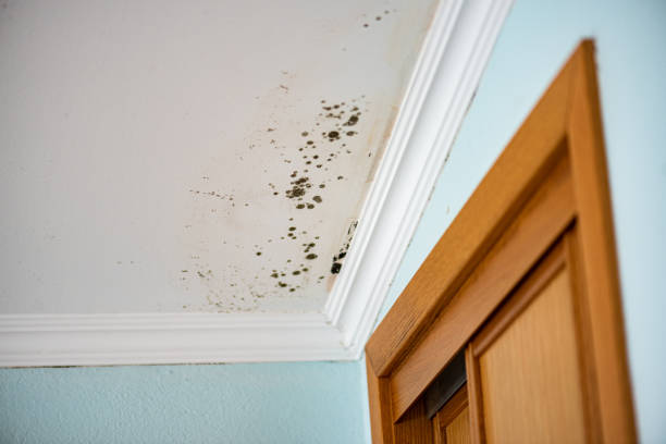 Reliable Susanville, CA Mold Remediation Solutions