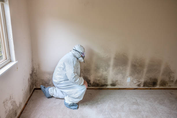 Best Localized Mold Remediation (e.g., coastal areas, humid climates) in Susanville, CA
