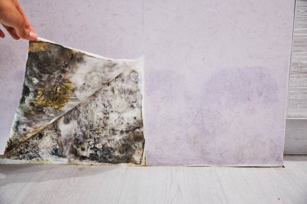 Best Commercial Mold Remediation in Susanville, CA